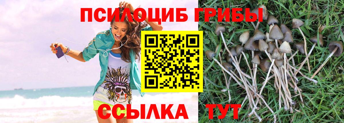 Галлюциногенные грибы Psilocybe Ростов-на-Дону